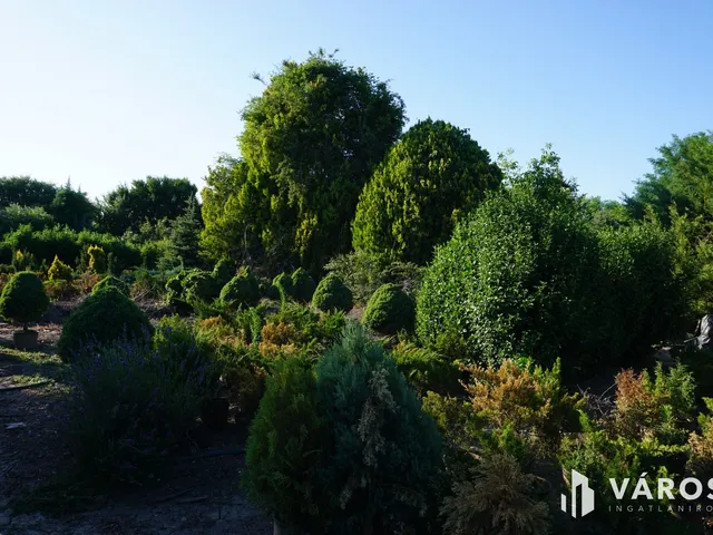 Eladó mezőgazdasági ingatlan Szeged, Újszőreg 1838 nm