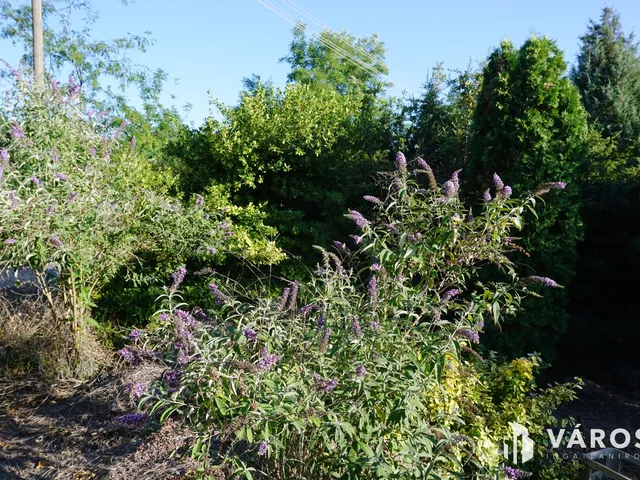 Eladó mezőgazdasági ingatlan Szeged, Újszőreg 1838 nm