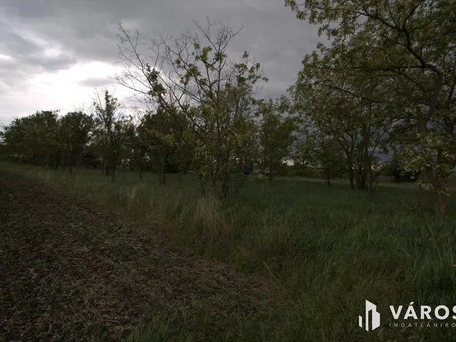 Eladó mezőgazdasági ingatlan Tótkomlós 63694 nm