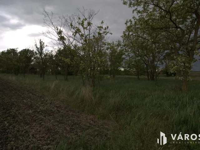 Eladó mezőgazdasági ingatlan Tótkomlós 877 nm