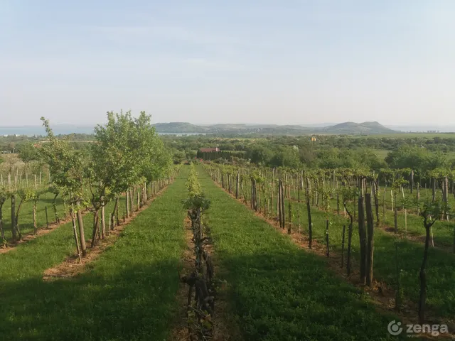 Eladó mezőgazdasági ingatlan Balatonfüred, Tamáshegy, bacsár-dűlő 3088 nm