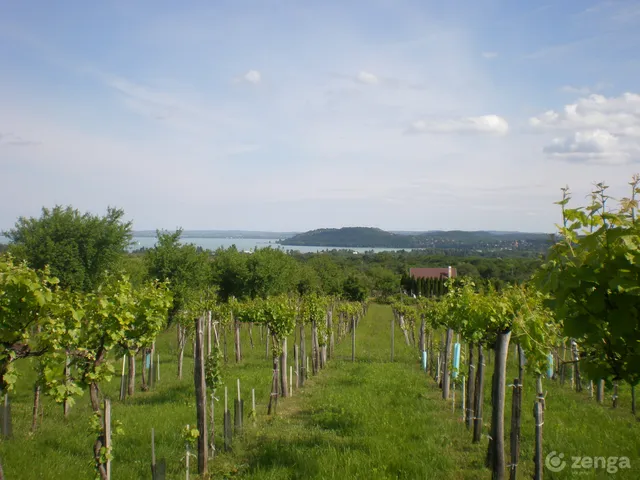 Eladó mezőgazdasági ingatlan Balatonfüred, Tamáshegy, bacsár-dűlő 3088 nm