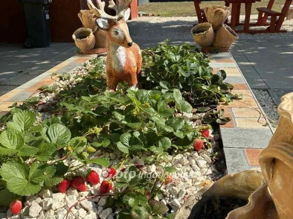 Eladó ház Vésztő 90 nm