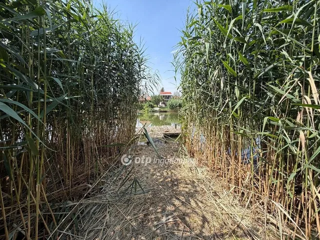 Eladó telek Gyomaendrőd 5407 nm