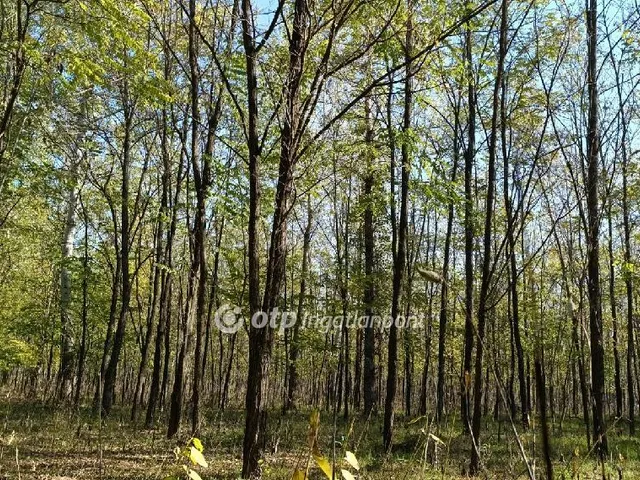 Eladó mezőgazdasági ingatlan Zsana 83335 nm