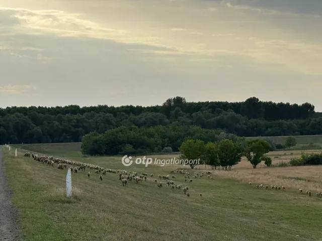 Eladó mezőgazdasági ingatlan Deszk 385424 nm