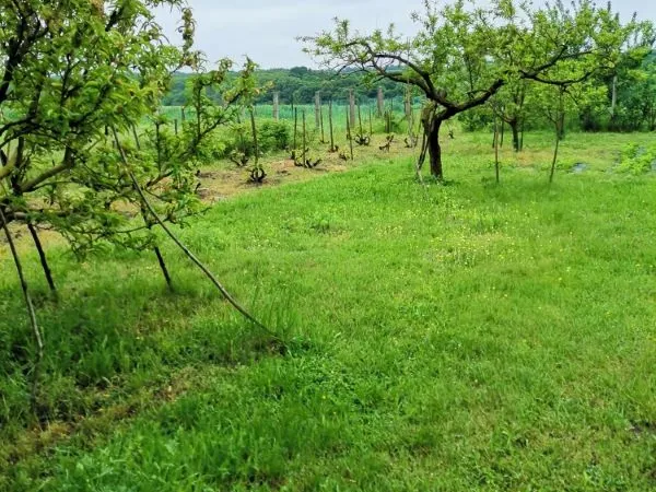 Eladó telek Zámoly 1226 nm