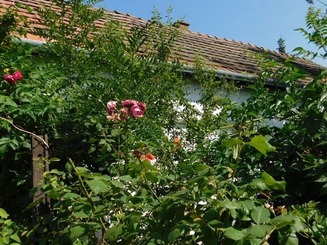 Eladó ház Szeged, Béketelep 65 nm