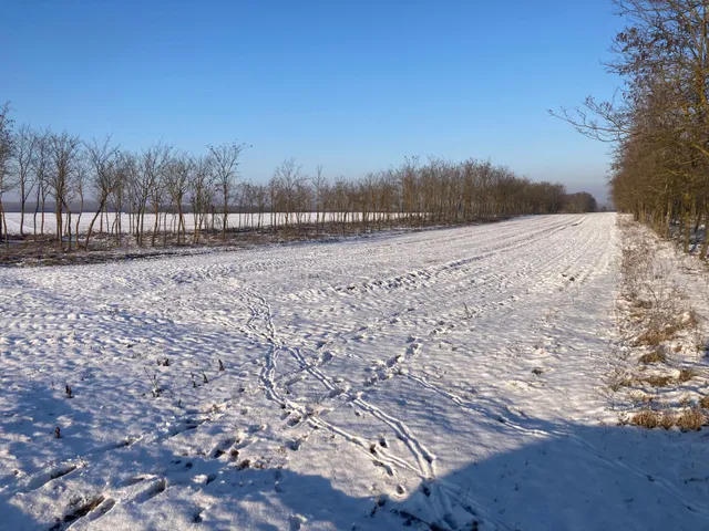 Eladó mezőgazdasági ingatlan Mikebuda 9621 nm