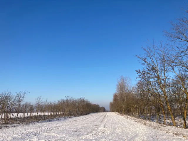 Eladó mezőgazdasági ingatlan Mikebuda 9621 nm