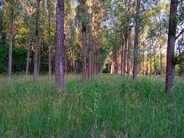 Eladó mezőgazdasági ingatlan Albertirsa 9090 nm