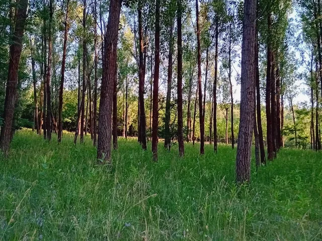 Eladó mezőgazdasági ingatlan Albertirsa 9090 nm