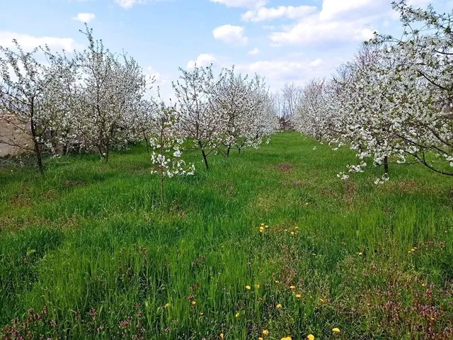 Eladó telek Nyírtass 1991 nm