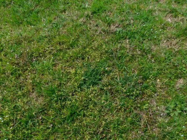 Eladó telek Szászberek 700 nm