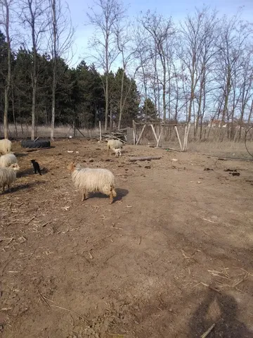 Eladó ház Kunszállás 80 nm