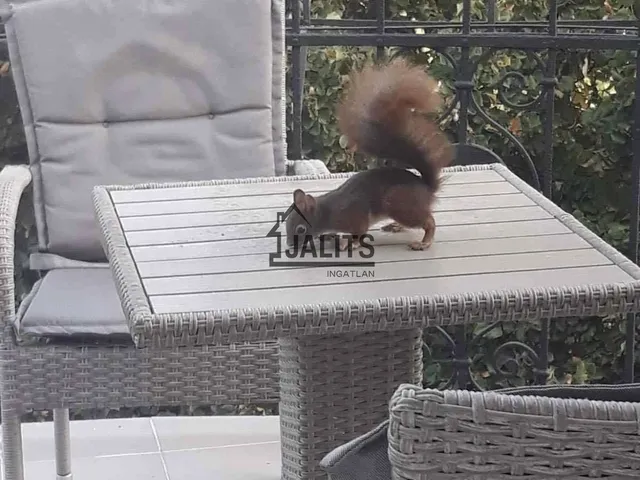 Kiadó lakás Budapest II. kerület, Hűvösvölgy 25 nm