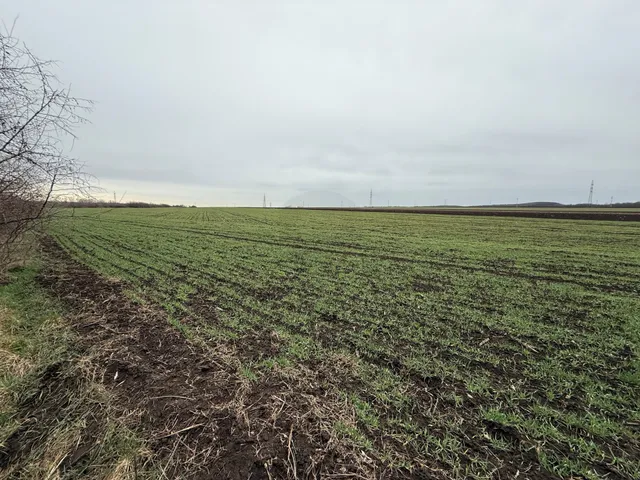 Eladó mezőgazdasági ingatlan Bicske 60159 nm