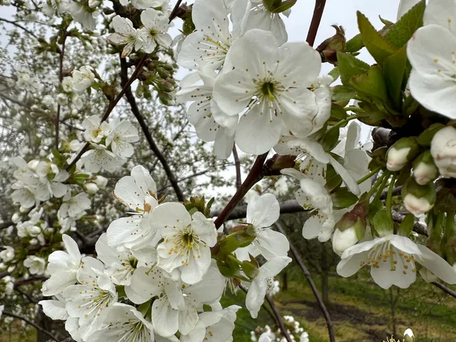 Eladó mezőgazdasági ingatlan Békéscsaba 80 nm