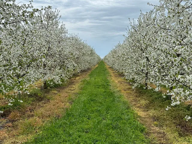 Eladó mezőgazdasági ingatlan Békéscsaba 80 nm