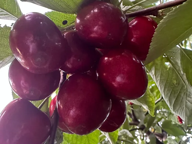 Eladó mezőgazdasági ingatlan Békéscsaba 80 nm