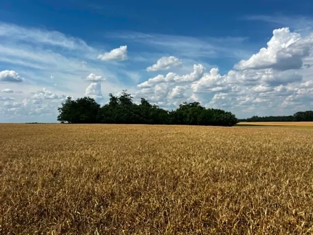 Eladó mezőgazdasági ingatlan Csép 3255 nm
