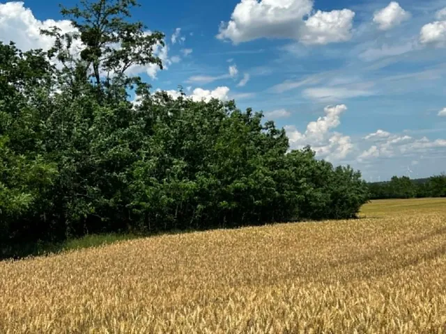 Eladó mezőgazdasági ingatlan Csép 3255 nm