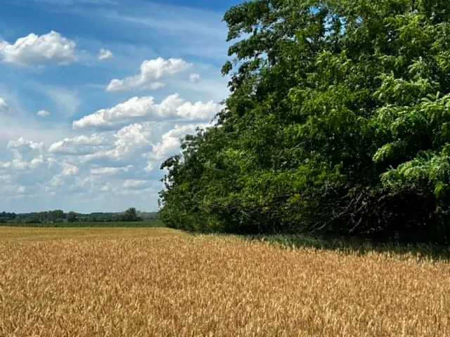 Eladó mezőgazdasági ingatlan Csép 3255 nm