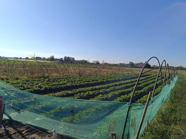Eladó mezőgazdasági ingatlan Bordány, Bordány dűlő 49570 nm