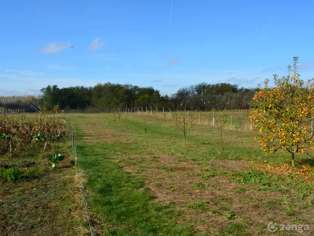 Eladó telek Nyíregyháza, Felsőpázsit 6560 nm