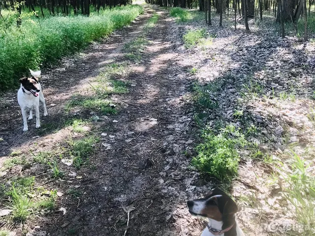 Eladó telek Kiskunmajsa, Bodoglár 4400 nm