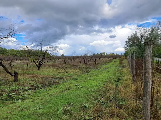 Eladó mezőgazdasági ingatlan Fülöpháza 64302 nm
