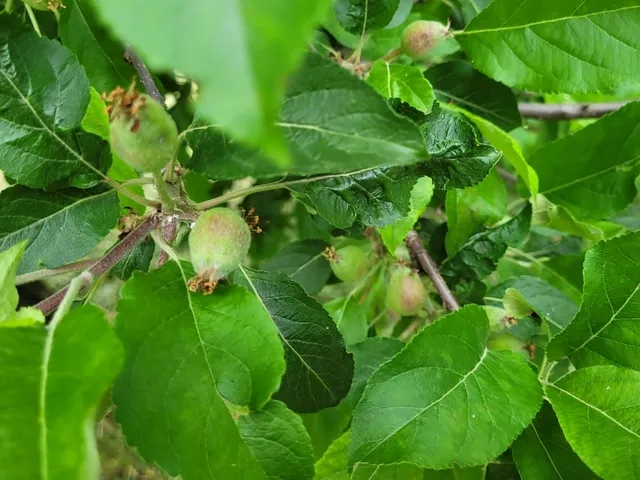 Eladó ház Szentkatalin 200 nm