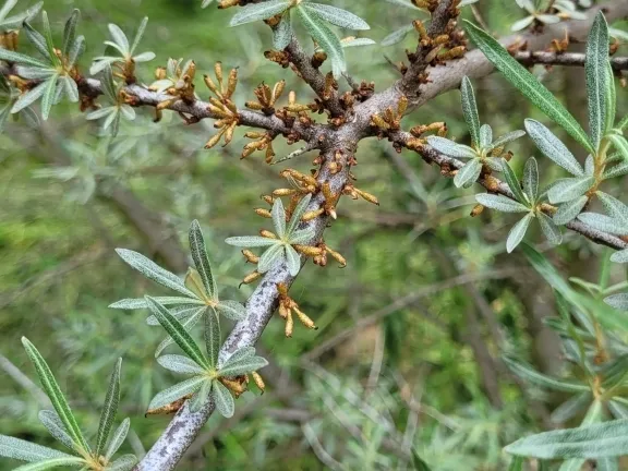 Eladó ház Szentkatalin 200 nm