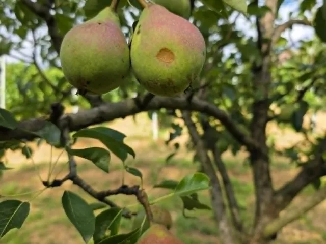 Eladó mezőgazdasági ingatlan Hetvehely 20 nm