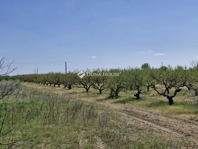 Eladó mezőgazdasági ingatlan Bordány 11798 nm