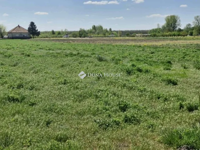 Eladó mezőgazdasági ingatlan Bordány 11798 nm