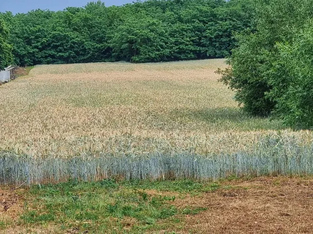 Eladó telek Nyírtelek, Dózsaszőlő 6758 nm