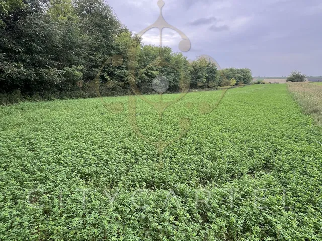 Eladó mezőgazdasági ingatlan Balatonboglár 5755 nm