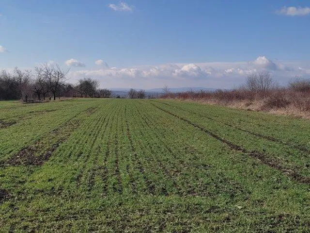 Eladó mezőgazdasági ingatlan Bicske 2800 nm