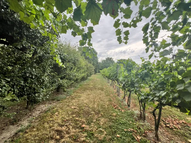 Eladó mezőgazdasági ingatlan Mohács, Újmohács 7132 nm