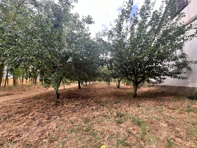 Eladó mezőgazdasági ingatlan Bóly 719 nm