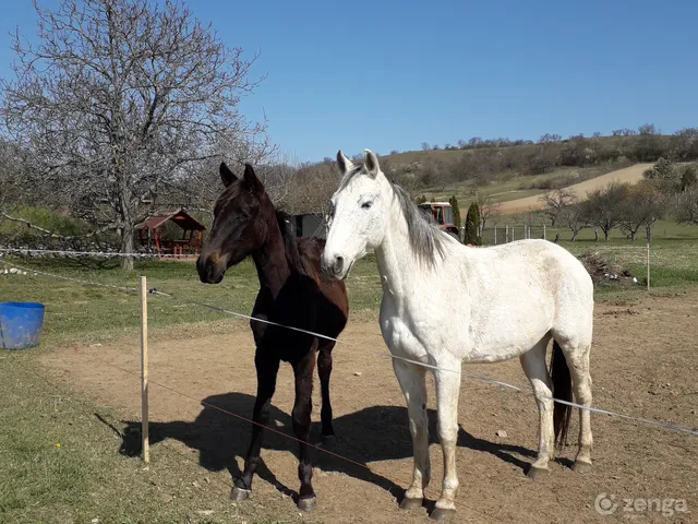 Eladó telek Csákvár 2579 nm