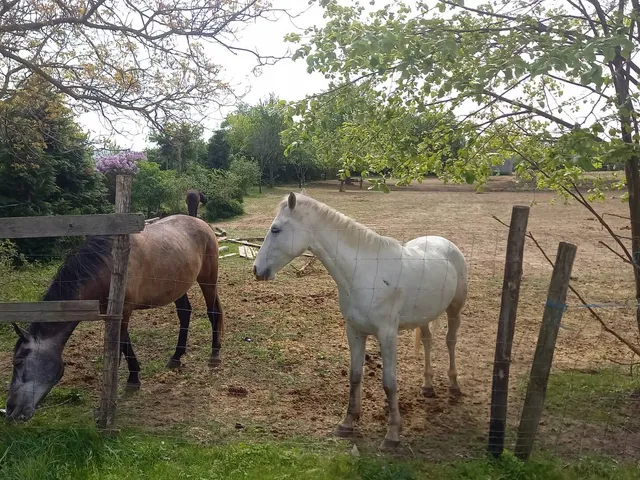 Eladó mezőgazdasági ingatlan Harka 40270 nm