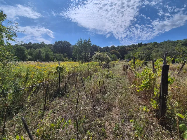 Eladó mezőgazdasági ingatlan Alcsútdoboz 24 nm