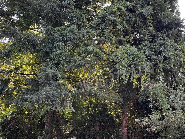 Eladó telek Oroszlány, Majki utca 1183 nm