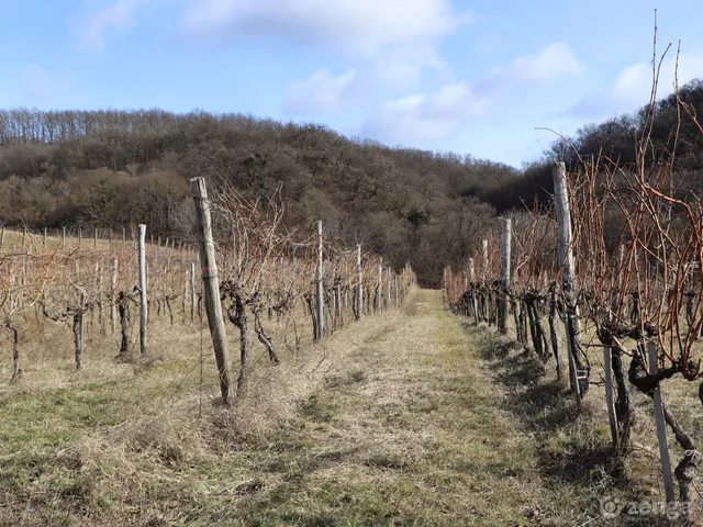 Eladó mezőgazdasági ingatlan Mór 9967 nm