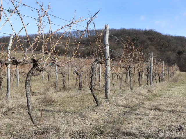 Eladó mezőgazdasági ingatlan Mór 9967 nm