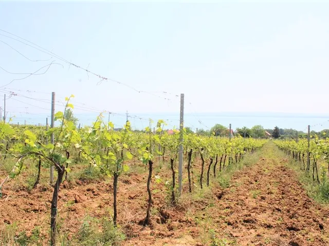 Eladó telek Balatonszepezd, Végmáli dűlő 6096 nm