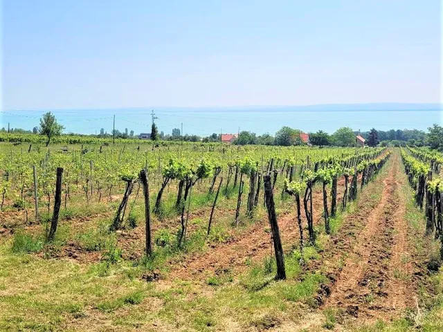 Eladó telek Balatonszepezd, Végmáli dűlő 6096 nm