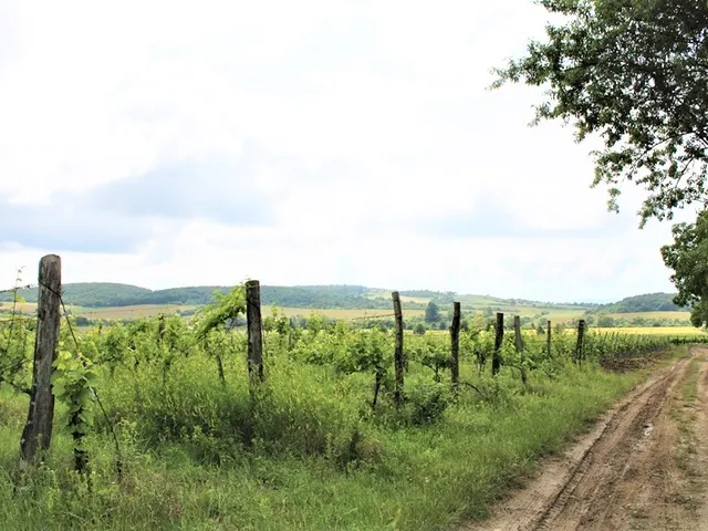 Eladó telek Balatoncsicsó, külterület 2955 nm
